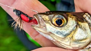 Чебак на мушки и нимфы. Карпинск