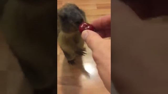 Дом сурка. Сурок Бетховен. Домашний сурок. смотреть онлайн