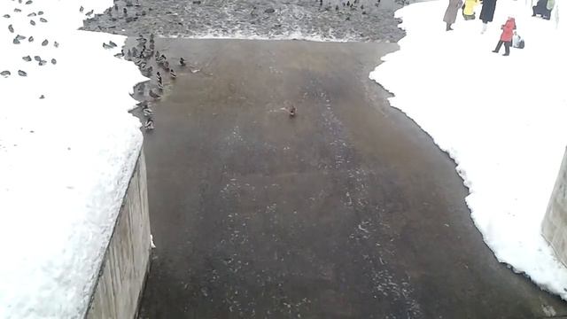 Утки в Царицыно смотреть онлайн