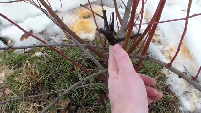 Подсыхание морозостойких персиков. смотреть онлайн