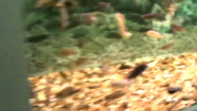 Видео. Наикрасивейшие рыбки в аквариуме Новосибирского зоопарка. смотреть онлайн