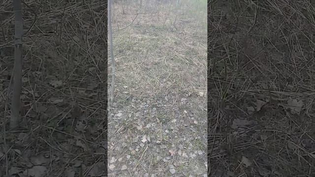 продолжение лечение деревом обряд на осину смотреть онлайн