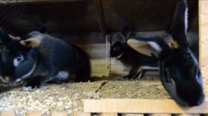 Клетка для кроликов своими руками. Кролики породы Рекс.