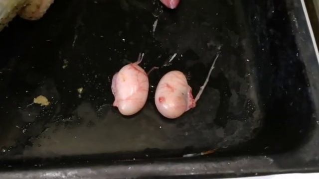 Серёжки петуха, как отражение мужского начала. смотреть онлайн