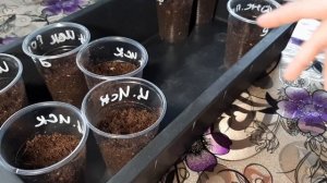 Посев томатов на рассаду без пикировки 2021