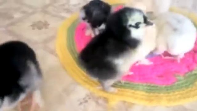 курица вывела цыплят ) смотреть онлайн