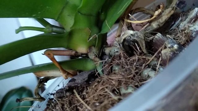 ПОБРЫЗГАЙТЕ орхидеи ЭТИМ! бутоны орхидеи БУДУТ РАДЫ! ПОЛЕЗНАЯ подкормка орхидеи! смотреть онлайн