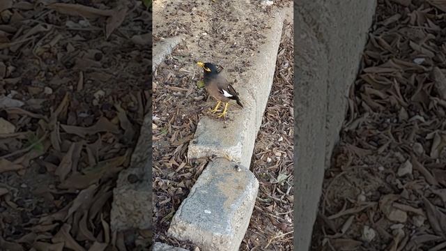 Саранчовый скворец Майна поёт песни птиц ? Myna starling ? Birds sing songs bird смотреть онлайн