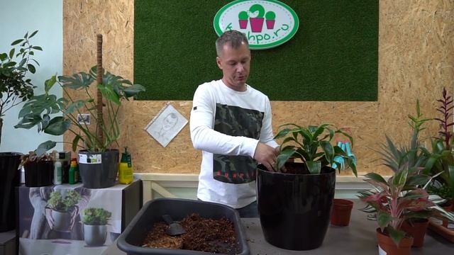 Белая драцена и красная аглаонема в кашпо Elho смотреть онлайн