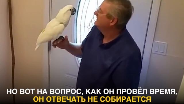 Эмоциональный Какаду встречает своего хозяина после работы! смотреть онлайн