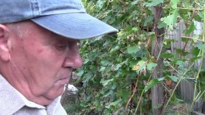 @Прививка винограда в штамб. Метод Якушенка В.Е. Часть 1