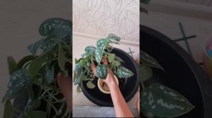 Сциндапсус Пиктус. Пересадка. Даём опору.