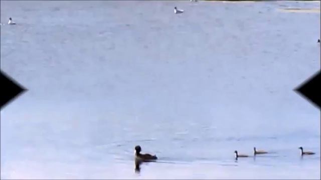 Интересные утки чомга,широконоска и др, на Яузских болотах смотреть онлайн