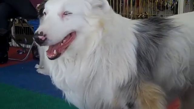 Baloo - Deaf Australian Shepherd! смотреть онлайн