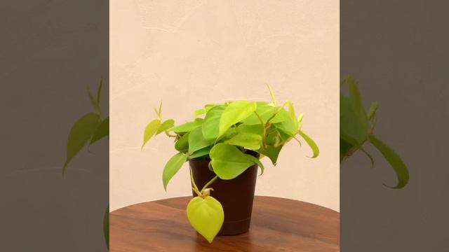 Philodendron Oxycardium Golden смотреть онлайн