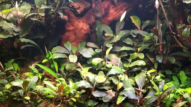 #tank#aquarium#Bucephalandra#relax#релакс Аквариум с Буцефаландрами 100 литров смотреть онлайн