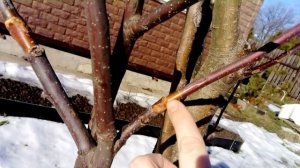 прошлогодние прививки яблонь 21.02.2020 г.