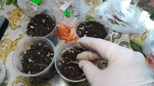 Посадка  ризом  АХИМЕНЕСА.