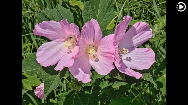 Wikipedia Picture of the Day: 2023-12-09 - Hibiscus moscheutos (Narrated by Amy) смотреть онлайн