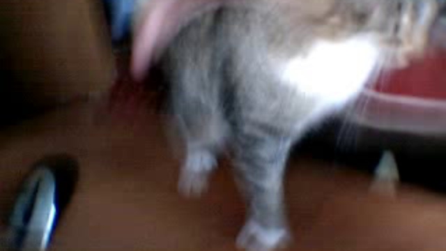 Самый трусливый кот смотреть онлайн