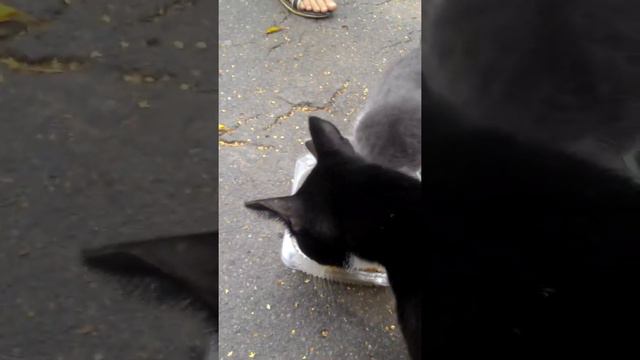 Кормим бездомных кошек смотреть онлайн