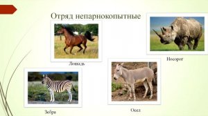 8 класс. Биология. Копытные млекопитающие. Морские млекопитающие