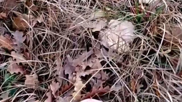 Balkadın- Ebişke Mantarı (Infundibulicybe geotropa- Clitocybe geotropa) смотреть онлайн