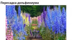 Дельфиниум. Посадка и уход за дельфиниумом.