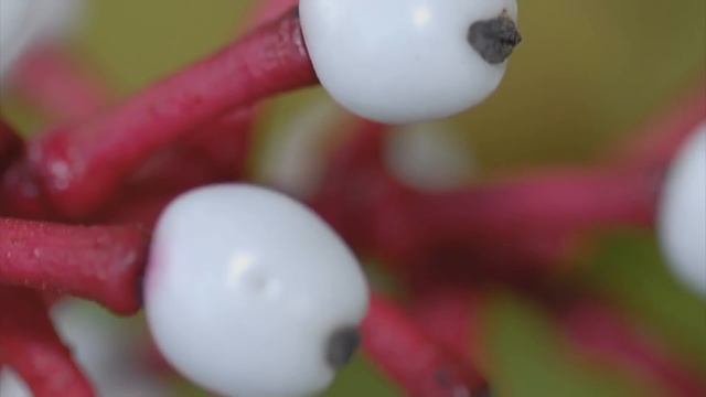 УВИДЕЛ ЭТОТ ЦВЕТОК, БЕГИ смотреть онлайн