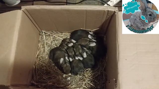Осмотр маточника, к сожалению не без потерь: смотреть онлайн
