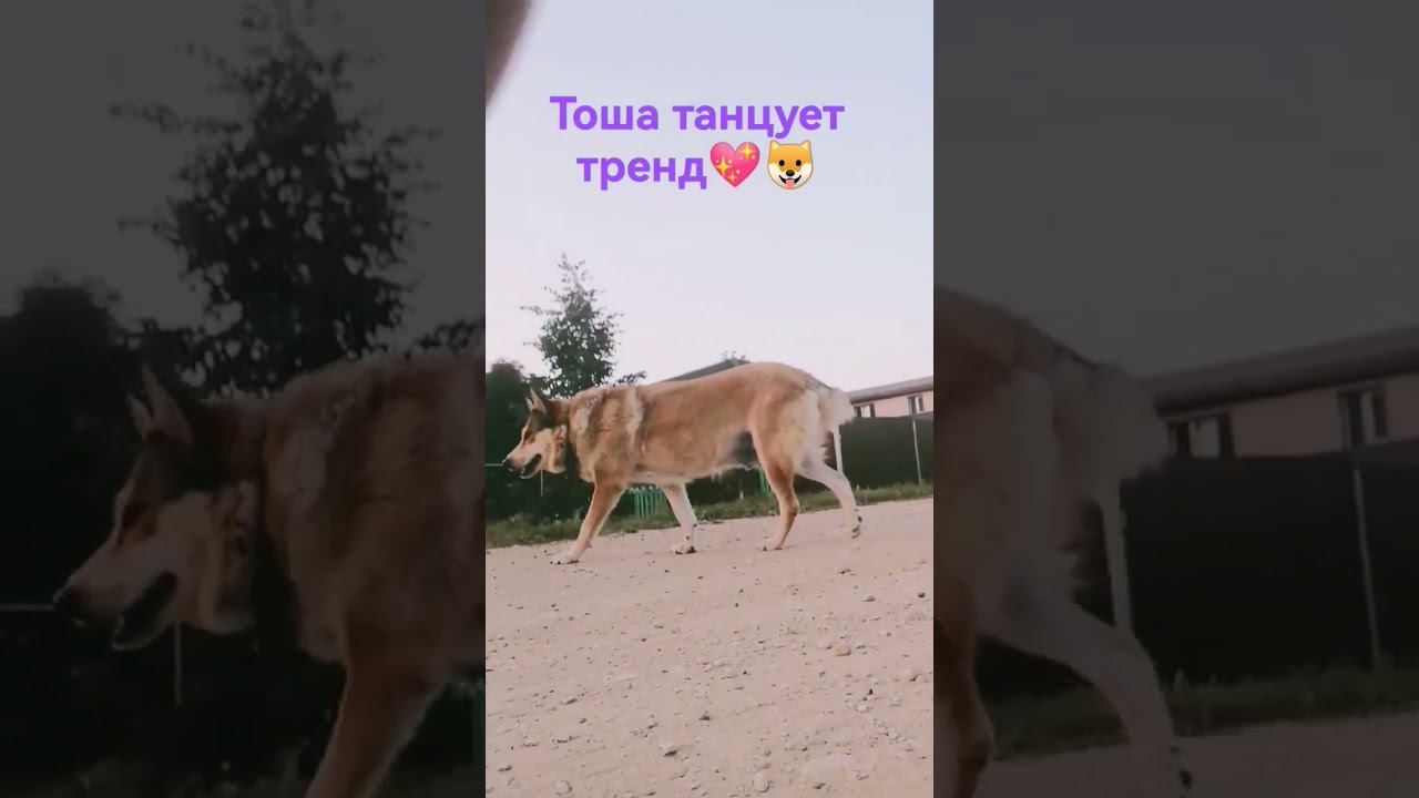 #собачьяжизнь #трендытикток #глобальныерекомендации #подпишисьзайка смотреть онлайн