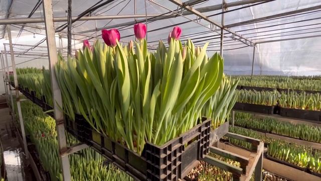 Срез тюльпанов в январе смотреть онлайн