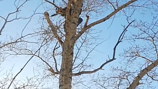 Валим не удобный тополь в огороде смотреть онлайн