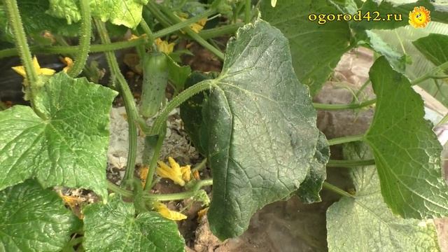 Основные ошибки при выращивании огурцов смотреть онлайн