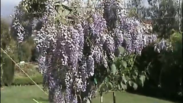 Video glicinia 2. (Wisteria) смотреть онлайн