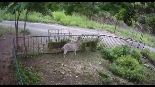 Козел Тимур и остальные 20 июля 2016 смотреть онлайн