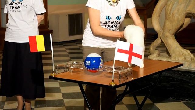 Achilles, the deaf cat of Hermitage predicts World Cup game смотреть онлайн