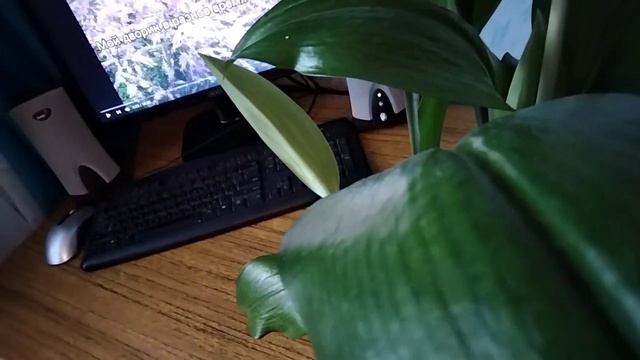 Цветение Амазонской лилии. смотреть онлайн