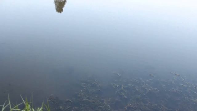 Обзор Фёдоровского пруда (Елецкий район) Места для рыбалки в Липецкой области смотреть онлайн