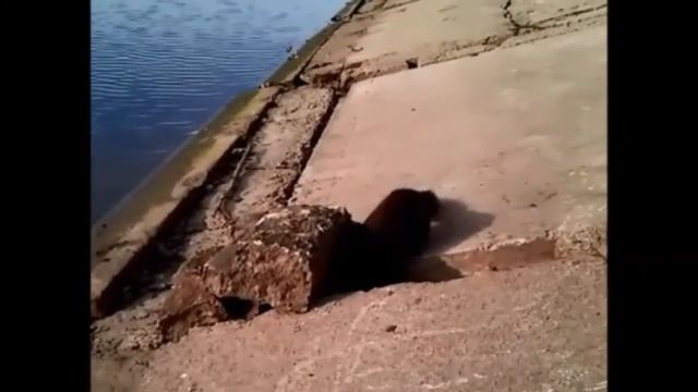 ХОРЕК НА ОЗЕРЕ смотреть онлайн