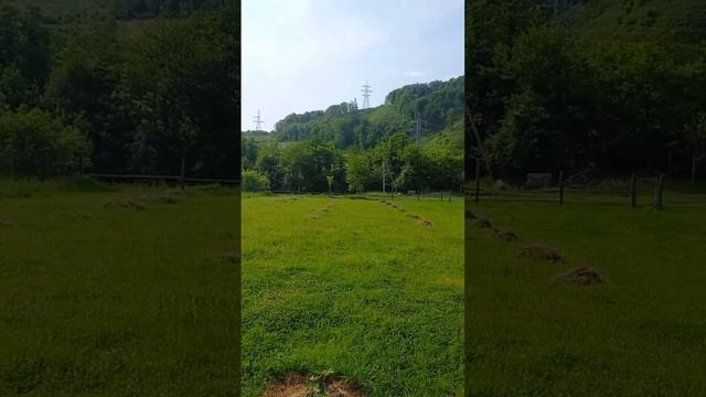 ?Планируем сливовый сад смотреть онлайн