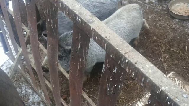 Декоративные поросята смотреть онлайн