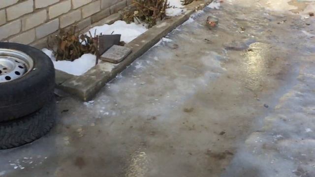 Голуби, которые без проблем уходят от любого хищника. 09.02.2019. смотреть онлайн