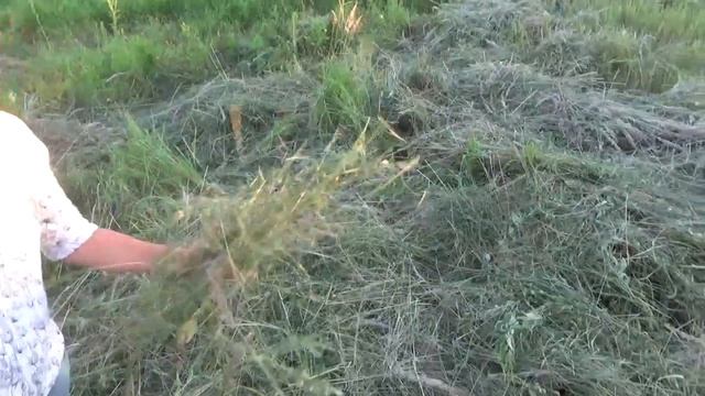 Экзамен не сдала, но сено привезла. смотреть онлайн