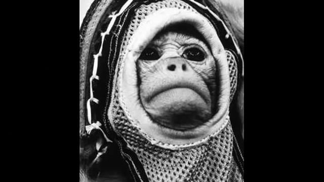 no more space animal heroes смотреть онлайн