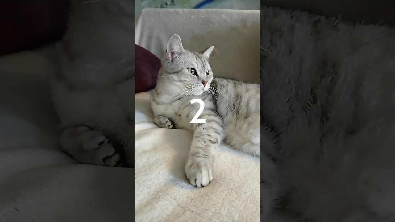 Не лайкай это видео! #Shorts смотреть онлайн
