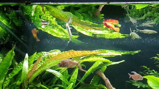 Чему нас учит аквариум? Затерянный лес сегодня. смотреть онлайн