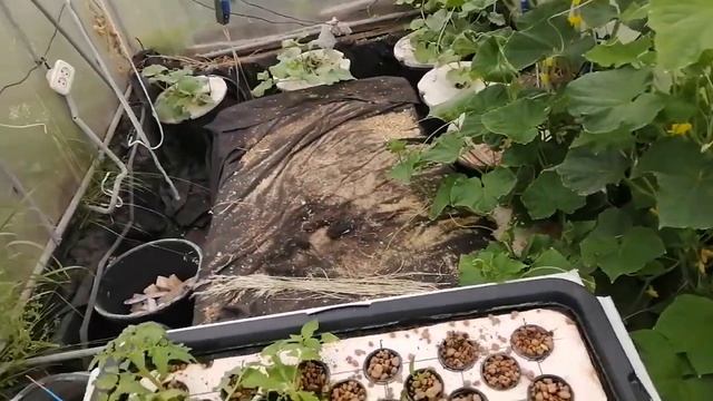 6 06 2020 гидропоника на даче смотреть онлайн