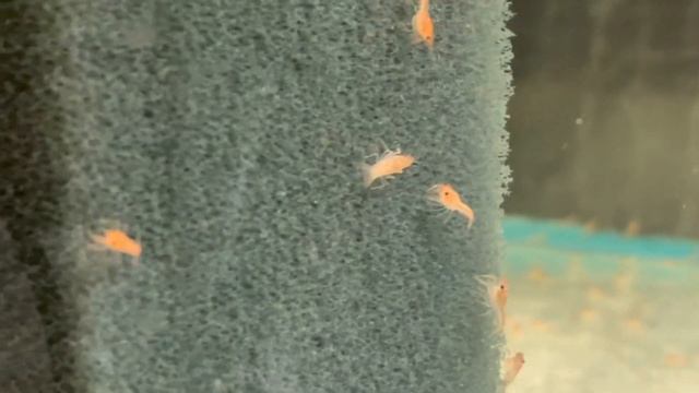 Рак красный принесёт потомство смотреть онлайн
