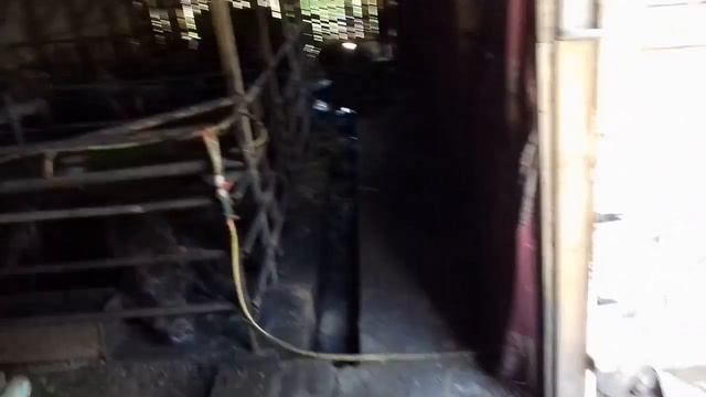 Свиноматка вроде как надумала пороситься. смотреть онлайн